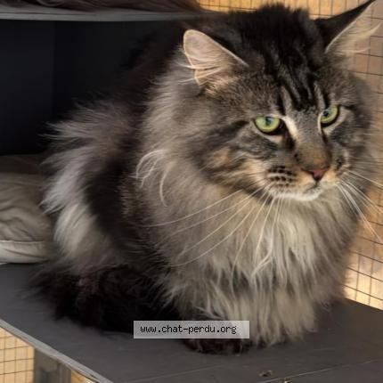 Photo 1/1 Ulrik Chat lost in Laigne saint gervais en belin