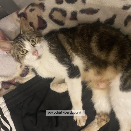 Photo 1/1 Tsu Chat lost in Arronville