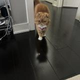 Picture of cat lost at Aurora