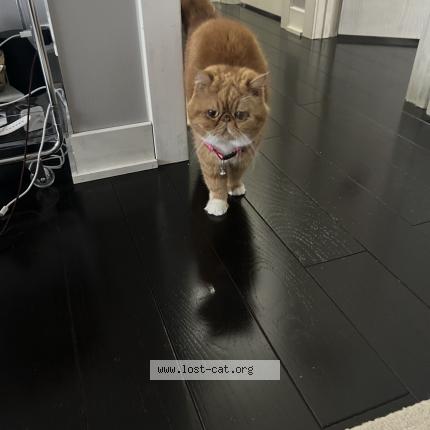 Photo 1/1 Maise Chat lost in Aurora