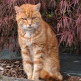 Picture of cat lost at Cesson Sevigne