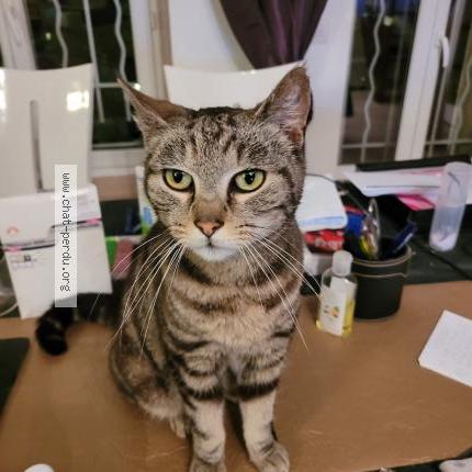 Photo 1/1 Found cat Found in Saint hilaire sous romilly