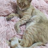 Picture of cat lost at Guadalajara