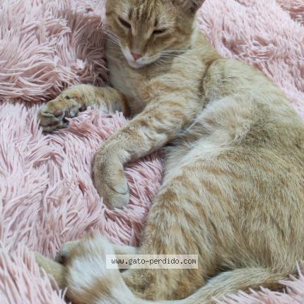 Photo 1/1 Chamoy Chat lost in Guadalajara