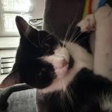 Picture of cat lost at Le Cendre