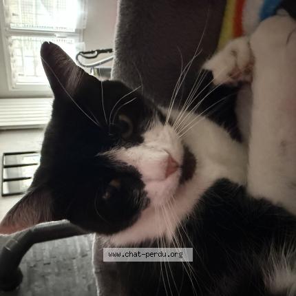 Photo 1/1 Pinceau Chat lost in Le cendre