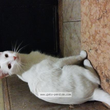 Photo 1/1 Found cat Found in Caba