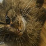 Picture of cat lost at Blain