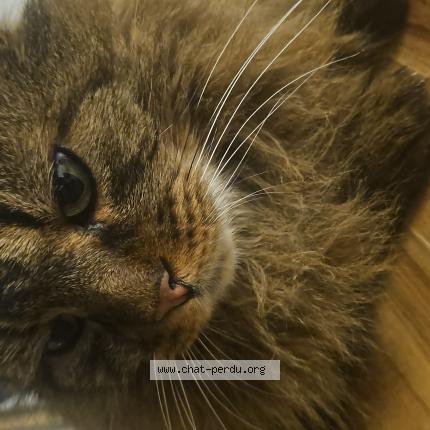 Photo 1/1 Socrate Chat lost in Blain