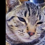 Picture of cat lost at Lancaster