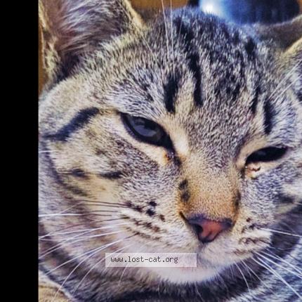 Photo 1/1 Tiny Tiger Woods Chat lost in Lancaster