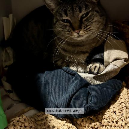 Photo 1/1 Billie Chat lost in Saint genis laval