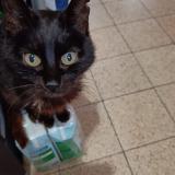 Picture of cat lost at Seneffe