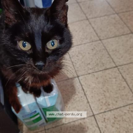 Photo 1/1 Chloé Chat lost in Seneffe