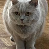 Picture of cat lost at Clamart