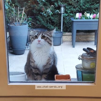 Photo 1/1 Found cat Found in Aulnay sous bois