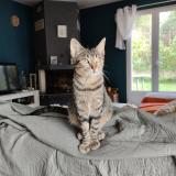 Picture of cat lost at Mont De Marsan