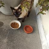 Picture of cat found at Egly