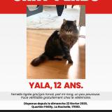 Picture of cat lost at La Rochelle
