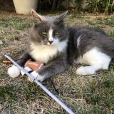 Picture of cat lost at Montpellier