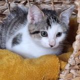 Picture of cat lost at Rives Du Loir En Anjou