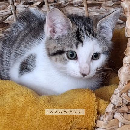 Photo 1/1 Mia Chat lost in Rives du loir en anjou