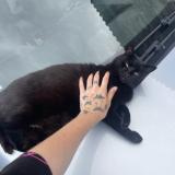 Picture of cat lost at Saint Pierre Du Chemin