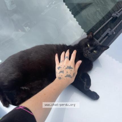 Photo 1/1 Batman Chat lost in Saint pierre du chemin