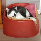 Picture of cat lost at Le Fay