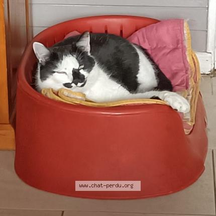 Photo 1/1 Sky surnomm&eacute; Louloutte Chat lost in Le fay