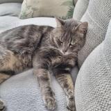 Picture of cat lost at Lentilly