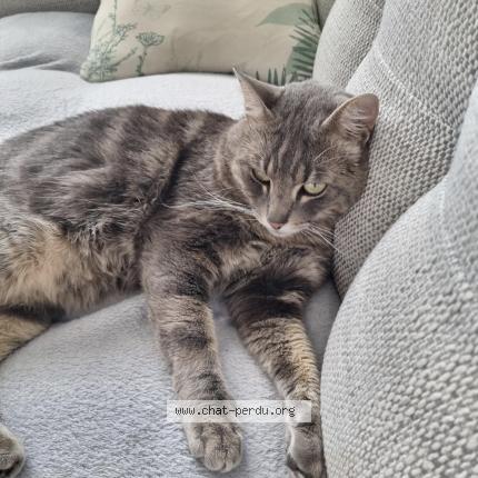 Photo 1/1 Aslan Chat lost in Lentilly