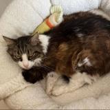 Picture of cat lost at Pins Justaret