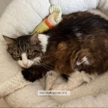 Photo 1/1 Minette Chat lost in Pins justaret