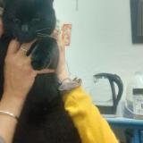 Picture of cat lost at 41130 Selles Sur Cher