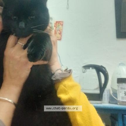 Photo 1/1 Nathalie Peltier Chat lost in 41130 selles sur cher