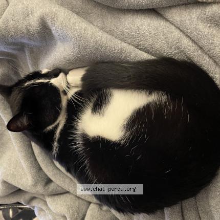 Photo 1/1 CHOCO Chat lost in Blois