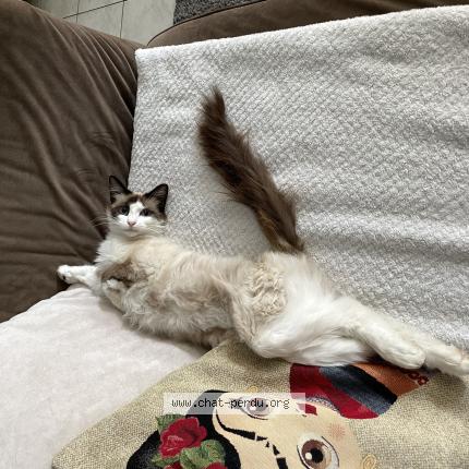 Photo 1/1 MIA Chat lost in Genac bignac