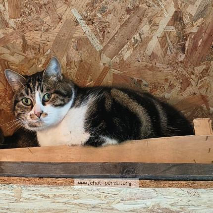 Photo 1/1 Chloe Retif Chat lost in Canejan