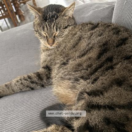 Photo 1/1 Ulysse Chat lost in Lancie