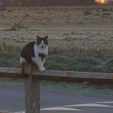 Picture of cat lost at Commes