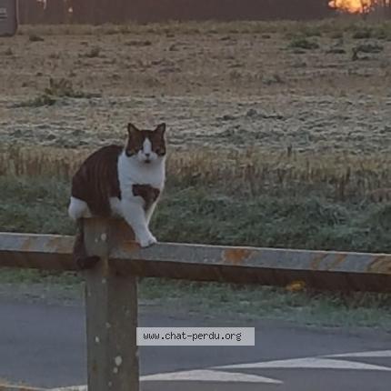 Photo 1/2 Moustique. Chat lost in Commes