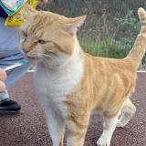 Picture of cat found at Bezons