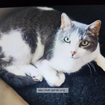 Photo 1/1 Taz Chat lost in Beaumont les valence