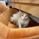 Picture of cat found at Paris