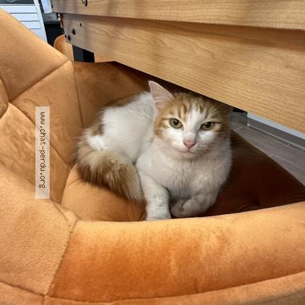 Photo 1/1 Found cat Found in Paris