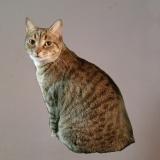 Picture of cat lost at Pasadena