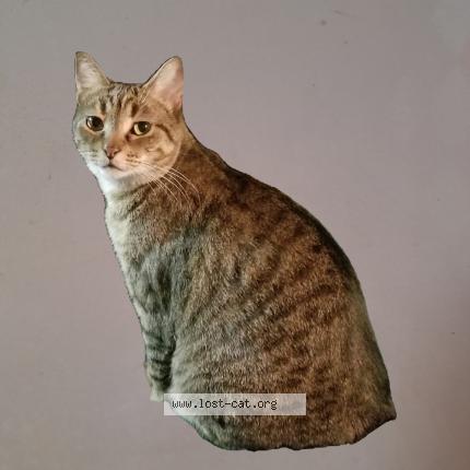 Photo 1/1 Sasha Chat lost in Pasadena