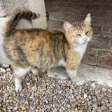 Picture of cat found at Persac