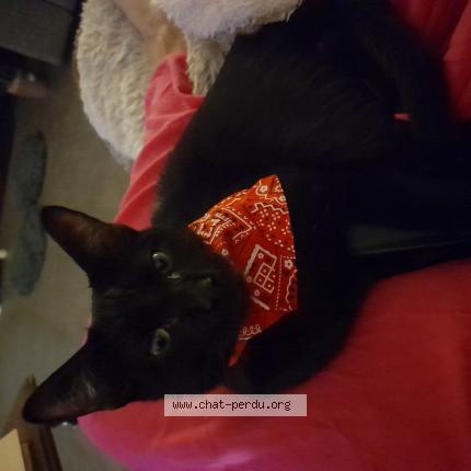 Photo 1/1 POLYCARPE RAPHAELLE Chat lost in Boucau